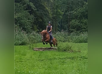 Duitse rijpony, Merrie, 12 Jaar, 143 cm, Vos