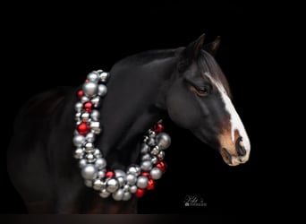 Duitse rijpony, Merrie, 12 Jaar, 144 cm, Donkerbruin