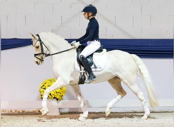 Duitse rijpony, Merrie, 12 Jaar, 144 cm, Palomino