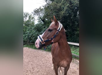Duitse rijpony, Merrie, 12 Jaar, 144 cm, Vos