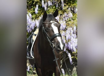 Duitse rijpony, Merrie, 12 Jaar, 144 cm, Zwart