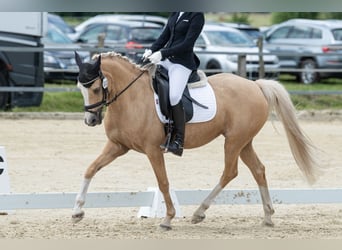 Duitse rijpony, Merrie, 12 Jaar, 146 cm, Palomino