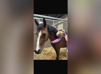 Duitse rijpony, Merrie, 12 Jaar, 147 cm