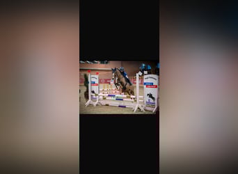 Duitse rijpony, Merrie, 12 Jaar, 147 cm