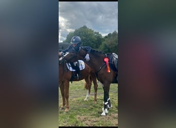 Duitse rijpony, Merrie, 12 Jaar, 147 cm