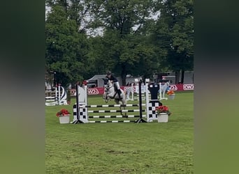 Duitse rijpony, Merrie, 12 Jaar, 148 cm, Appelschimmel