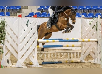 Duitse rijpony, Merrie, 12 Jaar, 148 cm, Bruin