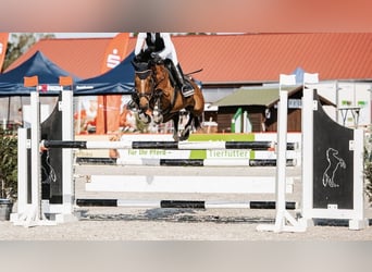 Duitse rijpony, Merrie, 12 Jaar, 148 cm, Bruin