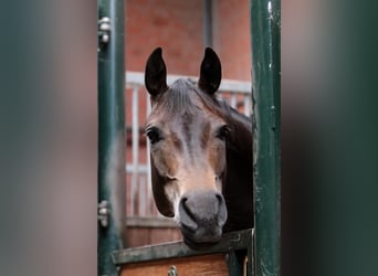 Duitse rijpony, Merrie, 12 Jaar, 148 cm, Buckskin