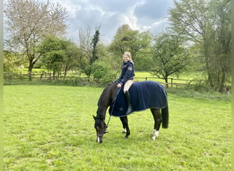 Duitse rijpony, Merrie, 12 Jaar, 148 cm, Donkerbruin