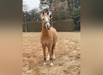 Duitse rijpony, Merrie, 12 Jaar, 148 cm, Palomino