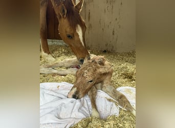 Duitse rijpony, Merrie, 12 Jaar, 148 cm, Red Dun