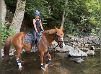 Duitse rijpony, Merrie, 12 Jaar, 148 cm, Vos