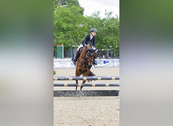 Duitse rijpony, Merrie, 12 Jaar, 149 cm, Bruin