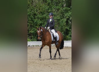 Duitse rijpony, Merrie, 12 Jaar, 149 cm, Bruin