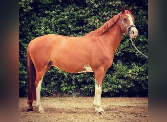 Duitse rijpony Mix, Merrie, 12 Jaar, 154 cm, Vos