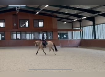 Duitse rijpony, Merrie, 12 Jaar, 155 cm, Vos