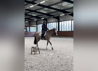 Duitse rijpony, Merrie, 12 Jaar, 155 cm, Vos