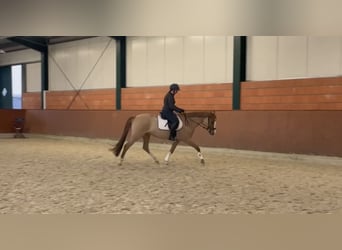 Duitse rijpony, Merrie, 12 Jaar, 155 cm, Vos