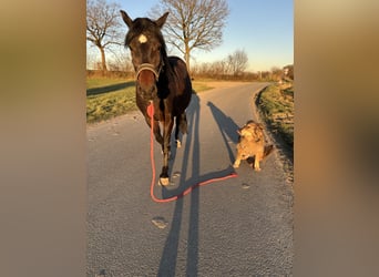 Duitse rijpony Mix, Merrie, 12 Jaar, Bruin