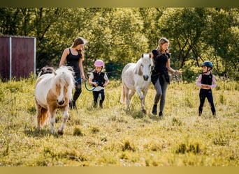 Duitse rijpony, Merrie, 13 Jaar, 122 cm, Vliegenschimmel