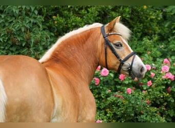 Duitse rijpony, Merrie, 13 Jaar, 140 cm, Palomino