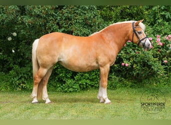 Duitse rijpony, Merrie, 13 Jaar, 140 cm, Palomino