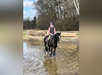 Duitse rijpony, Merrie, 13 Jaar, 142 cm, Donkerbruin