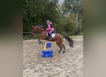 Duitse rijpony, Merrie, 13 Jaar, 143 cm, Bruin