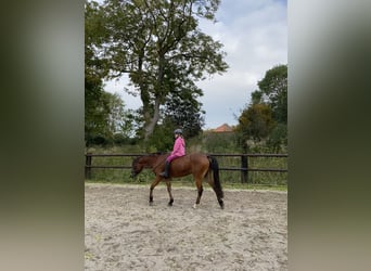 Duitse rijpony, Merrie, 13 Jaar, 143 cm, Bruin