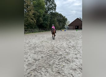 Duitse rijpony, Merrie, 13 Jaar, 143 cm, Bruin