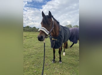 Duitse rijpony, Merrie, 13 Jaar, 143 cm, Bruin