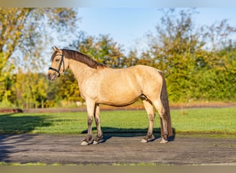 Duitse rijpony, Merrie, 13 Jaar, 144 cm, Buckskin
