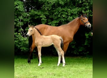 Duitse rijpony, Merrie, 13 Jaar, 146 cm, Bruin