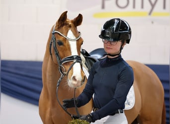 Duitse rijpony, Merrie, 13 Jaar, 146 cm, Vos
