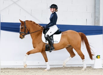 Duitse rijpony, Merrie, 13 Jaar, 146 cm, Vos