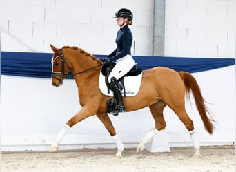 Duitse rijpony, Merrie, 13 Jaar, 146 cm, Vos