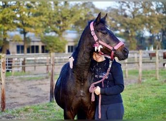 Duitse rijpony, Merrie, 13 Jaar, 147 cm, Donkerbruin