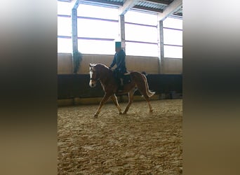 Duitse rijpony Mix, Merrie, 13 Jaar, 147 cm, Vos