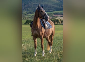 Duitse rijpony Mix, Merrie, 13 Jaar, 147 cm, Vos