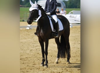 Duitse rijpony, Merrie, 13 Jaar, 147 cm, Zwartbruin