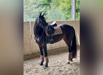 Duitse rijpony, Merrie, 13 Jaar, 147 cm, Zwartbruin