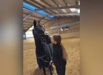 Duitse rijpony, Merrie, 13 Jaar, 147 cm, Zwartbruin