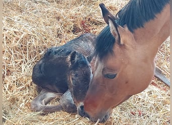 Duitse rijpony, Merrie, 13 Jaar, 148 cm, Buckskin