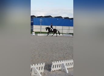 Duitse rijpony, Merrie, 13 Jaar, 148 cm, Donkerbruin