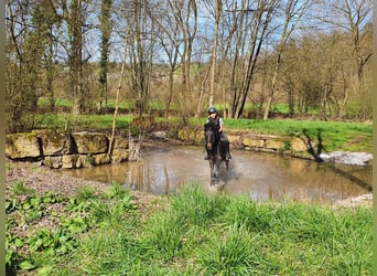 Duitse rijpony, Merrie, 13 Jaar, 148 cm, Donkerbruin