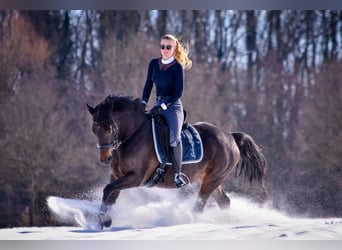 Duitse rijpony, Merrie, 13 Jaar, 148 cm, Donkerbruin