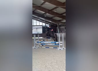 Duitse rijpony, Merrie, 13 Jaar, 148 cm, Donkerbruin