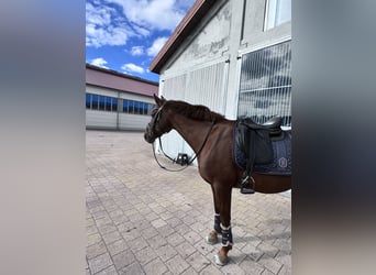 Duitse rijpony, Merrie, 13 Jaar, 148 cm, Donkere-vos