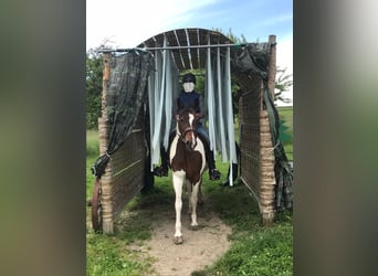 Duitse rijpony, Merrie, 13 Jaar, 148 cm, Gevlekt-paard